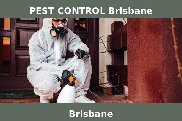 PEST CONTROL Brisbane